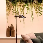 Acacia Suite